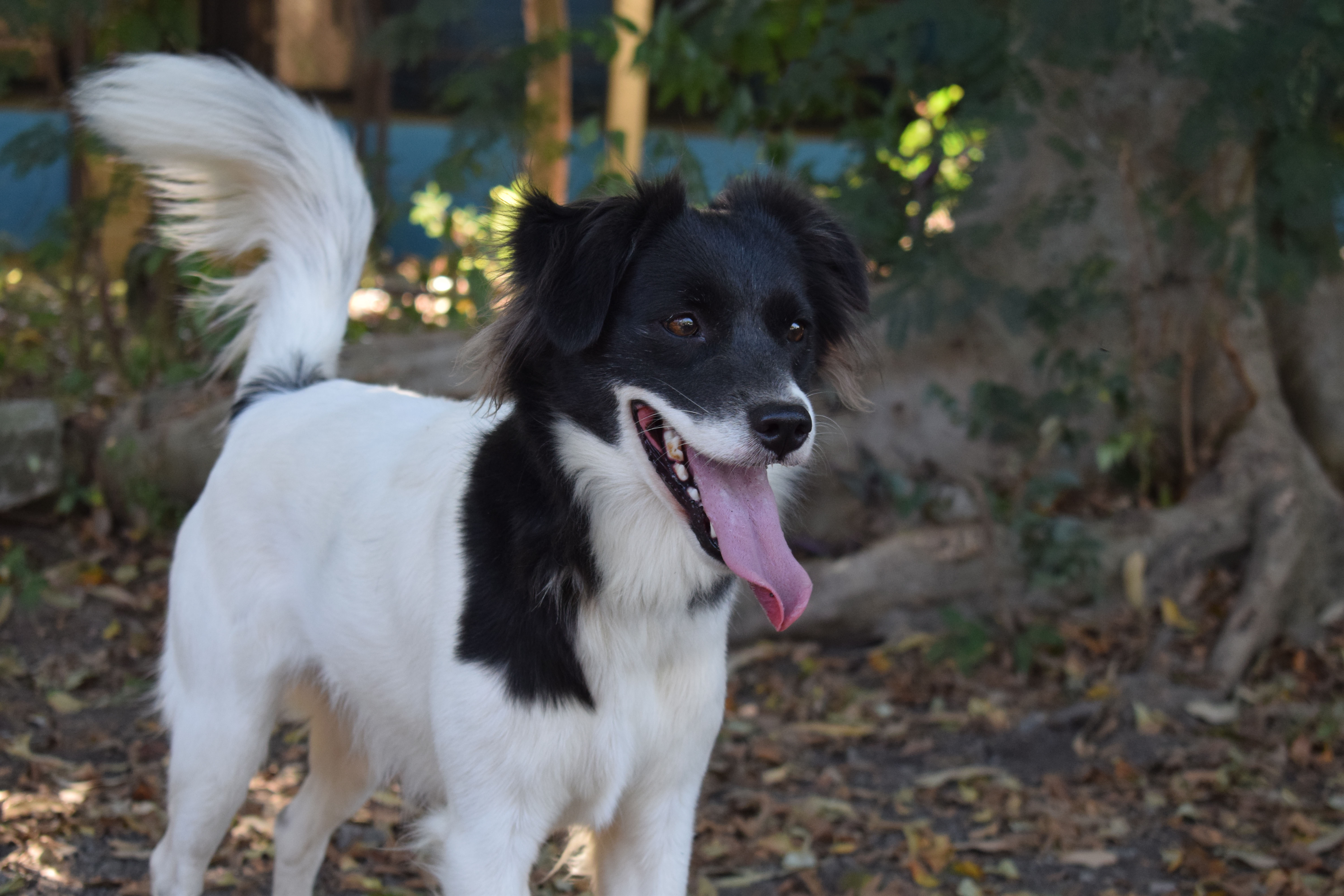 #PraCegoVer: Crica é uma cachorra com pelagem branca, seu rosto é preto, seus olhos marrons, ela esta sorrindo olhando para frente, ela esta de pé em uma floresta